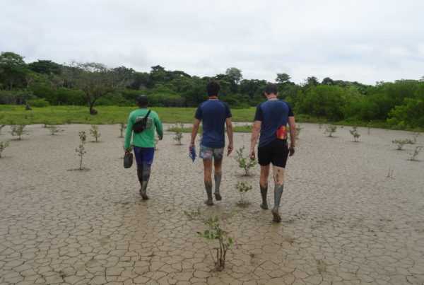 3 personnes dans un champs de mangrove avec LifeTime Projects