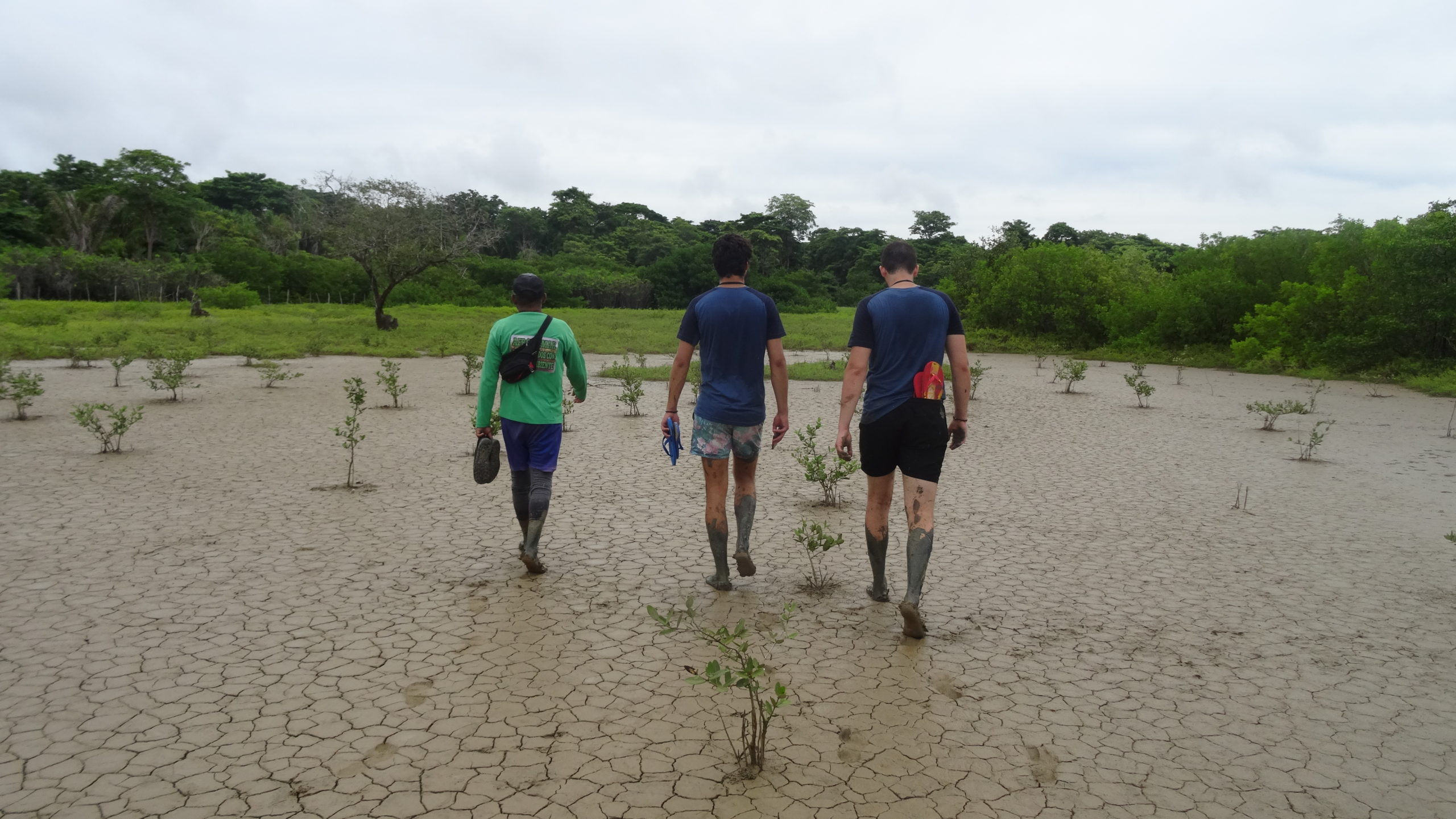 3 personnes dans un champs de mangrove avec LifeTime Projects