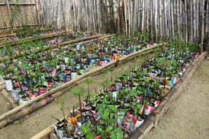 Plants de Mangrove en serre avec LifeTime Projects