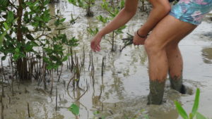 Personne plantant de la mangrove avec LifeTime Projects