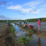 Photo de la reforestation de la mangrove en Colombie, avec LifeTime Projects