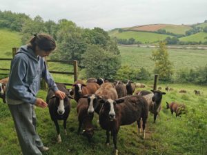 Une volontaire de LifeTime Projects nourrissant les chèvres en Angleterre
